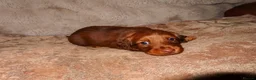 Miniature Dachshund dogs for sale: Long Haired Mini Dachshunds 🐶 - Advert 7