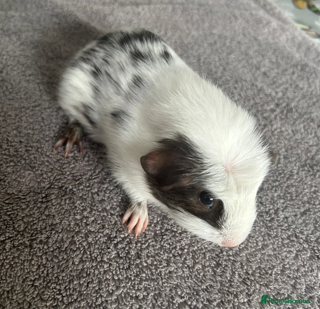Guinea Pig rodents for sale: 4 bonded baby sows £50 a pair  - Advert 8