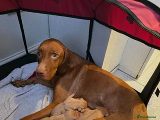 Mixed Breed dogs Beautiful Hungarian Vizsla Puppies - Advert 10