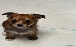 Shorkie dogs for sale: Shih Tzu cross Yorkshire terrier - Image 2