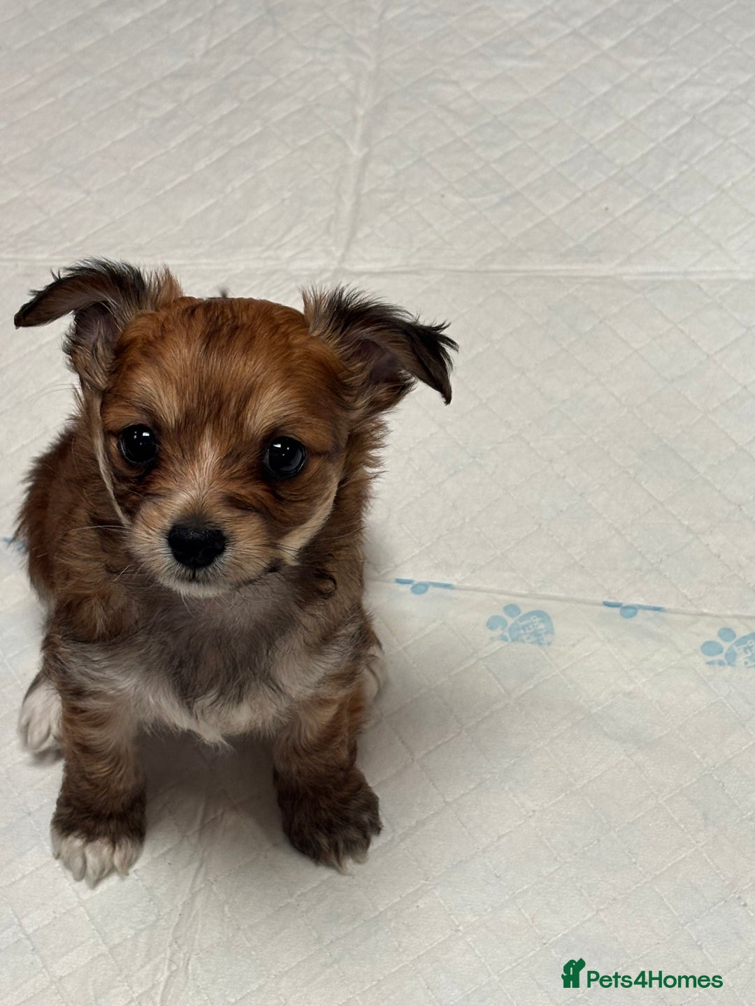 Shorkie dogs for sale: Shih Tzu cross Yorkshire terrier - Image 2