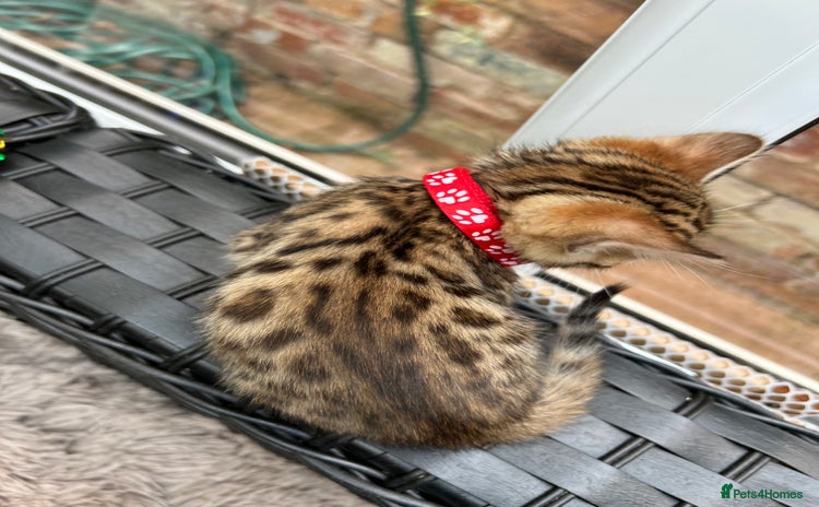 Bengal cats - Advert 4