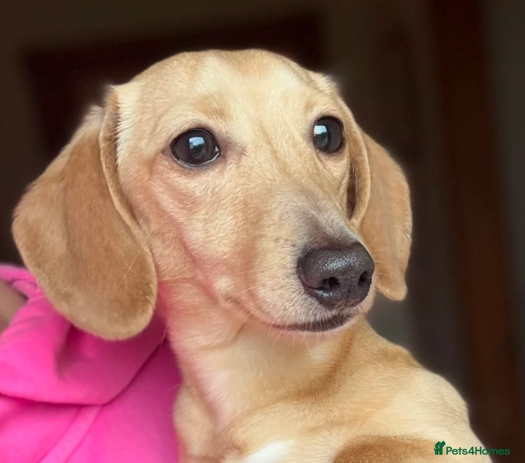 Miniature Dachshund dogs for stud: Smooth Cream Stud (carries long) in Dalry - Advert 2