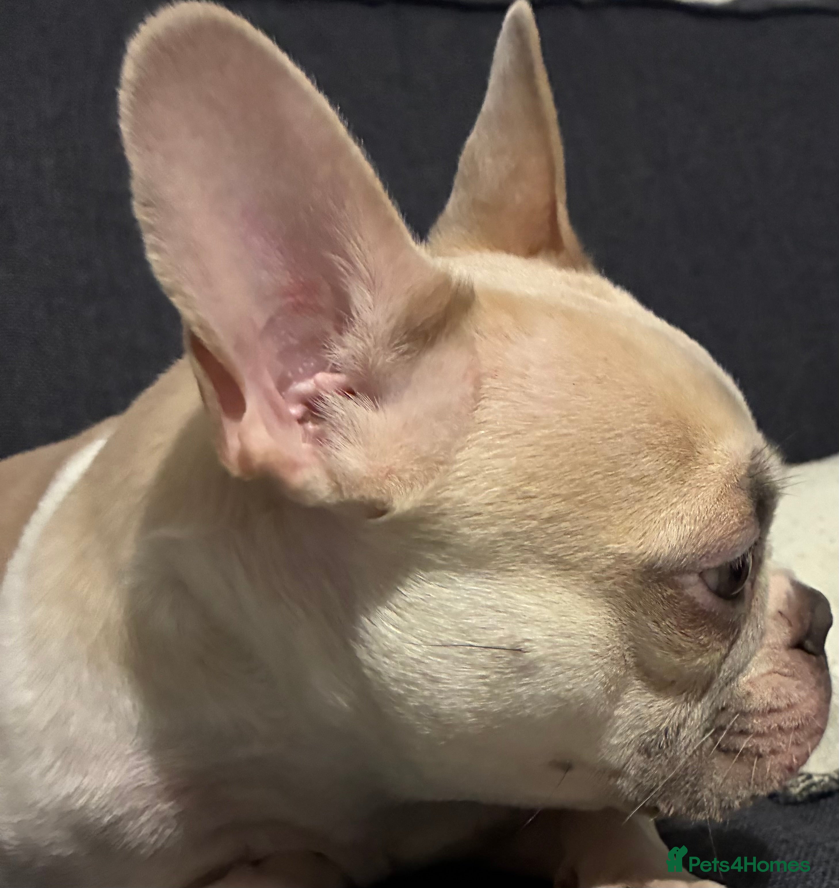 French Bulldog dogs French Bulldog Girl  - Advert 16