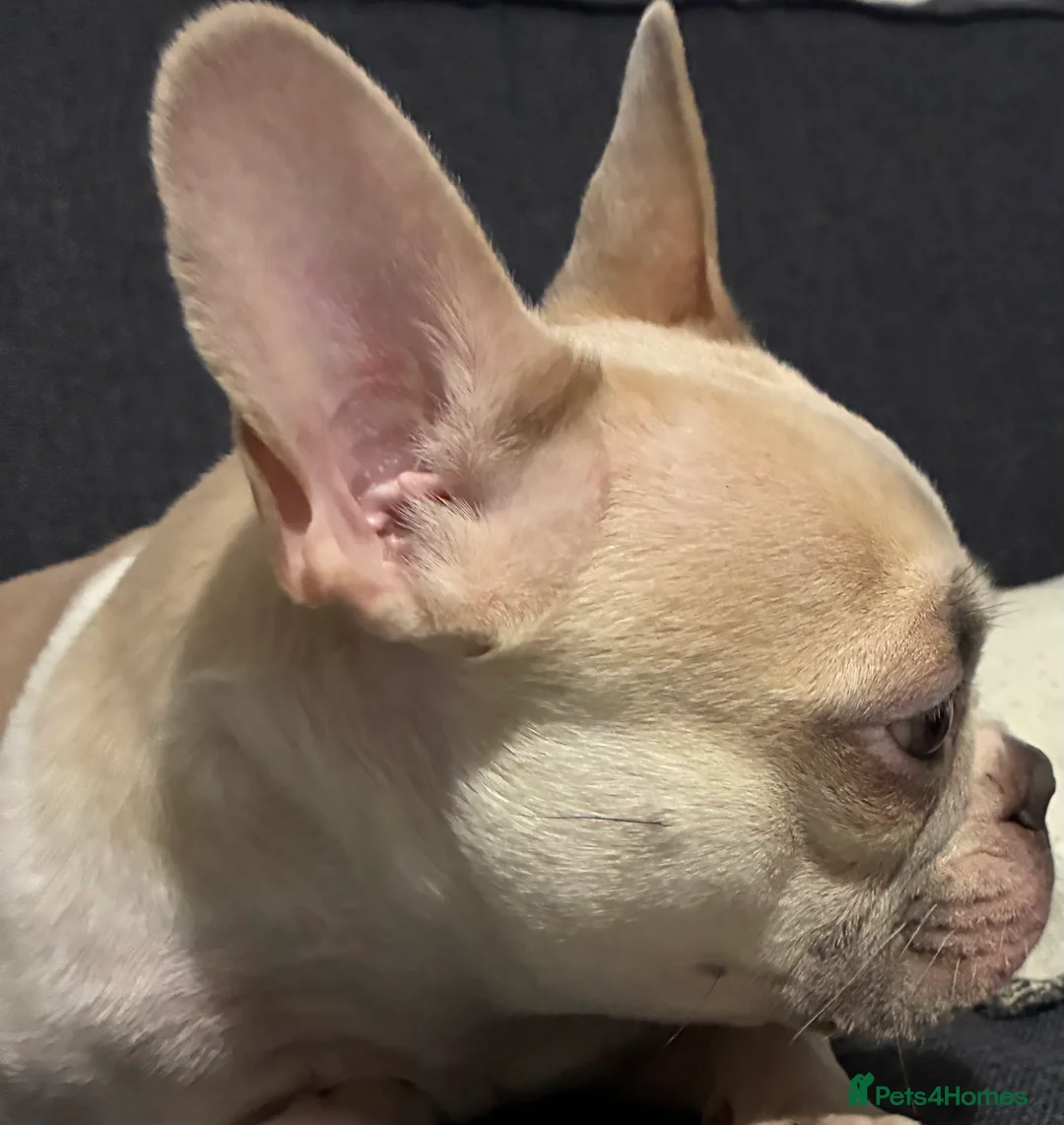 French Bulldog dogs for sale: French Bulldog Girl  - Advert 1