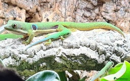 Gecko reptiles for sale: Peacock geckos in Harlow - Image 8