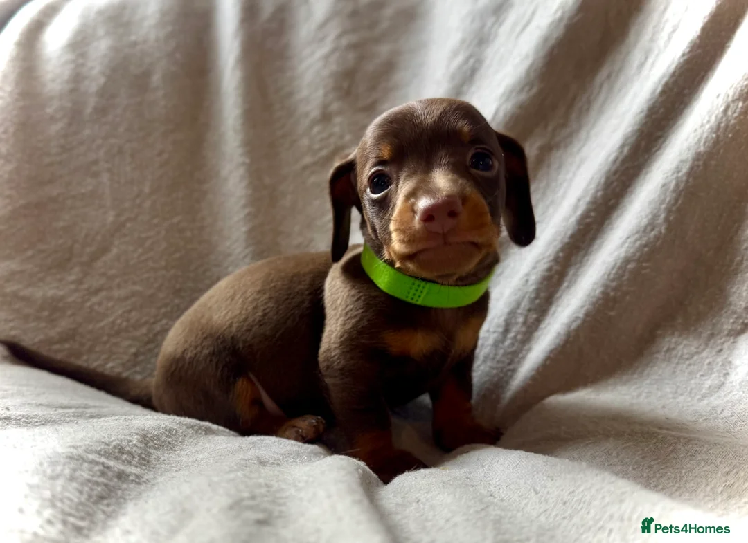 Miniature Dachshund dogs for sale: New Year’s Day Miniature Dachshunds!  - Advert 4
