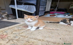 Mixed Breed cats for sale: Kittens for sale  - Image 2