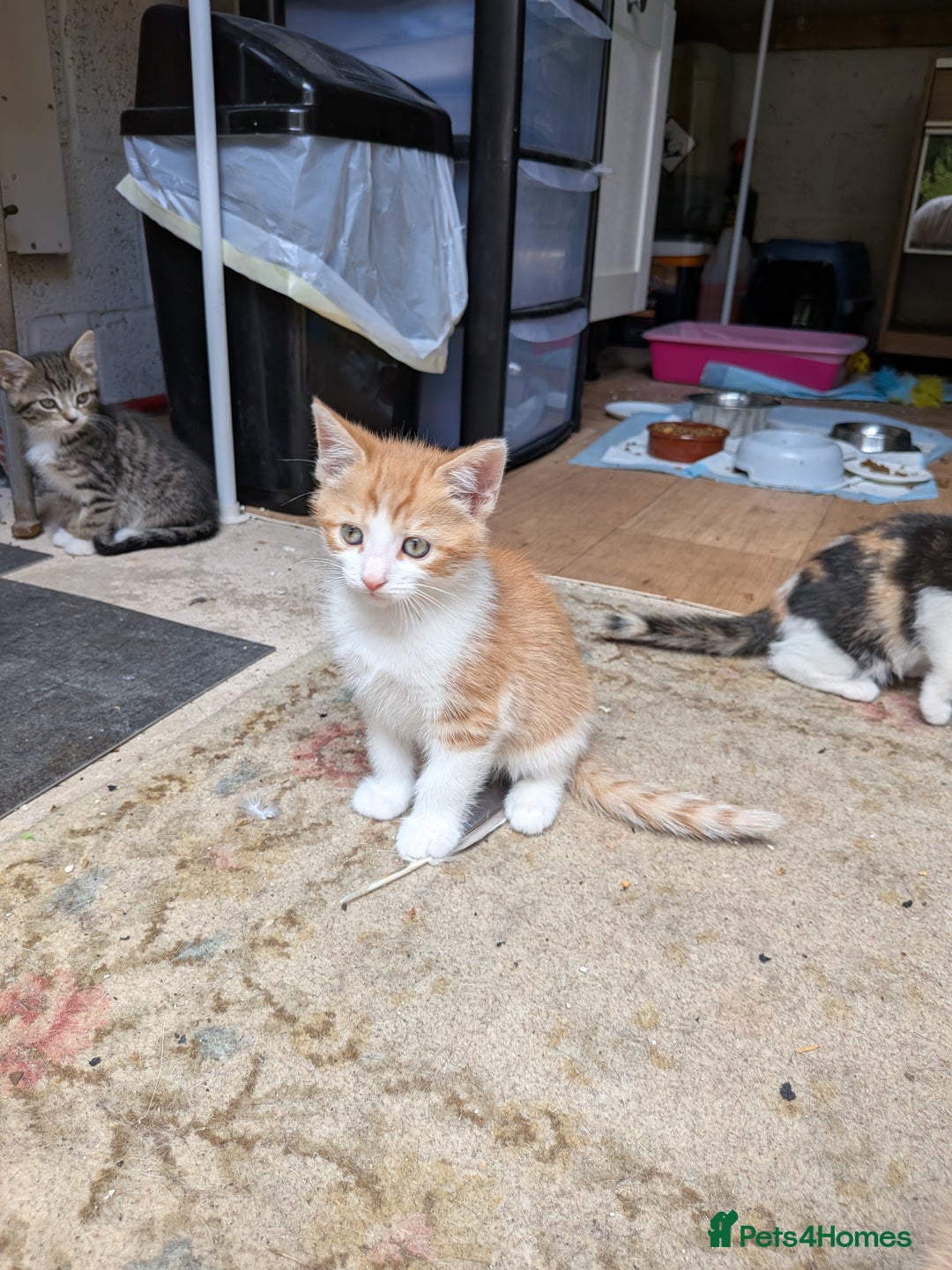 Mixed Breed cats for sale: Kittens for sale  - Image 2