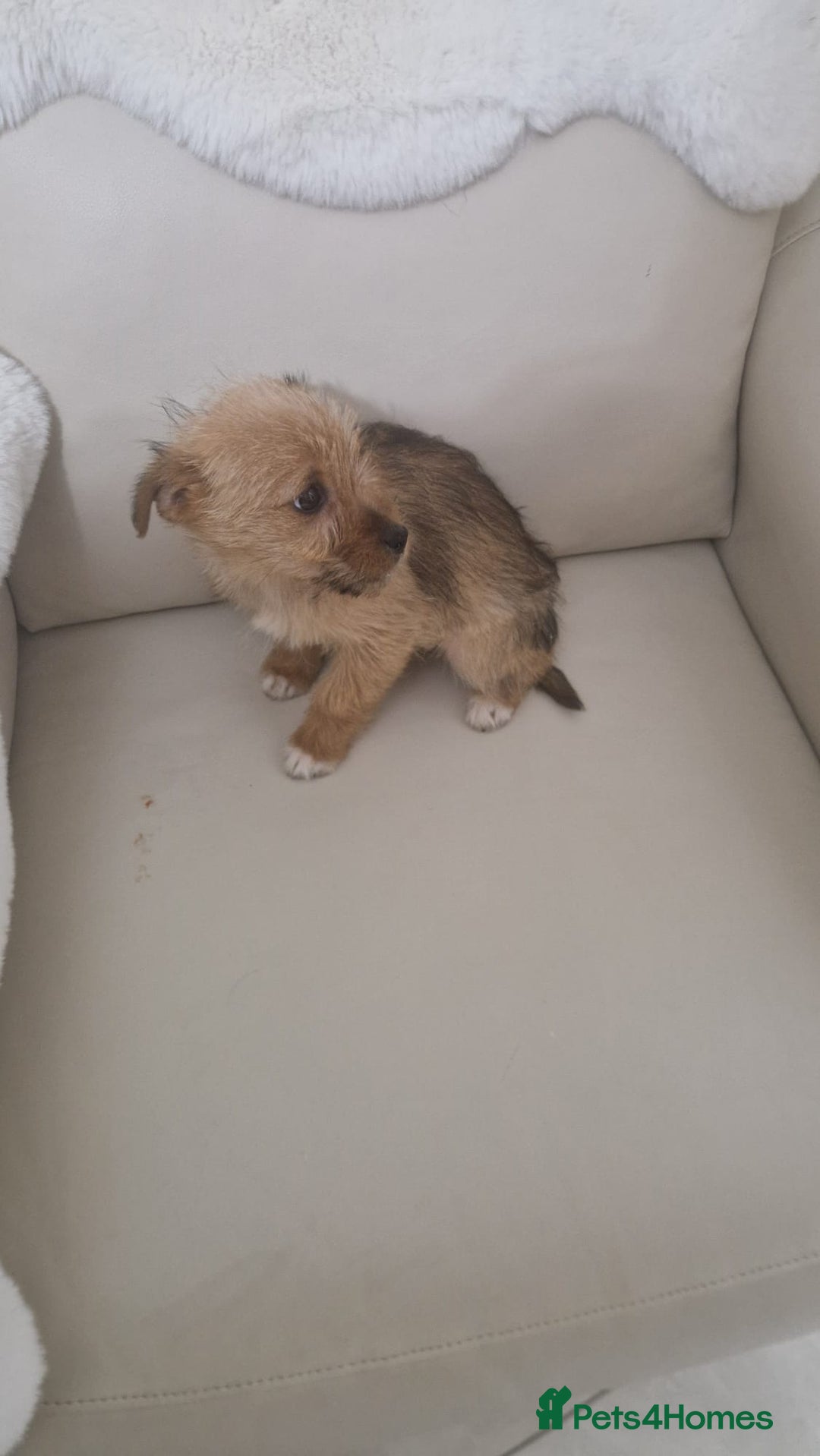 Yorkshire Terrier dogs for sale: Yorkshire terrier puppies - Advert 5