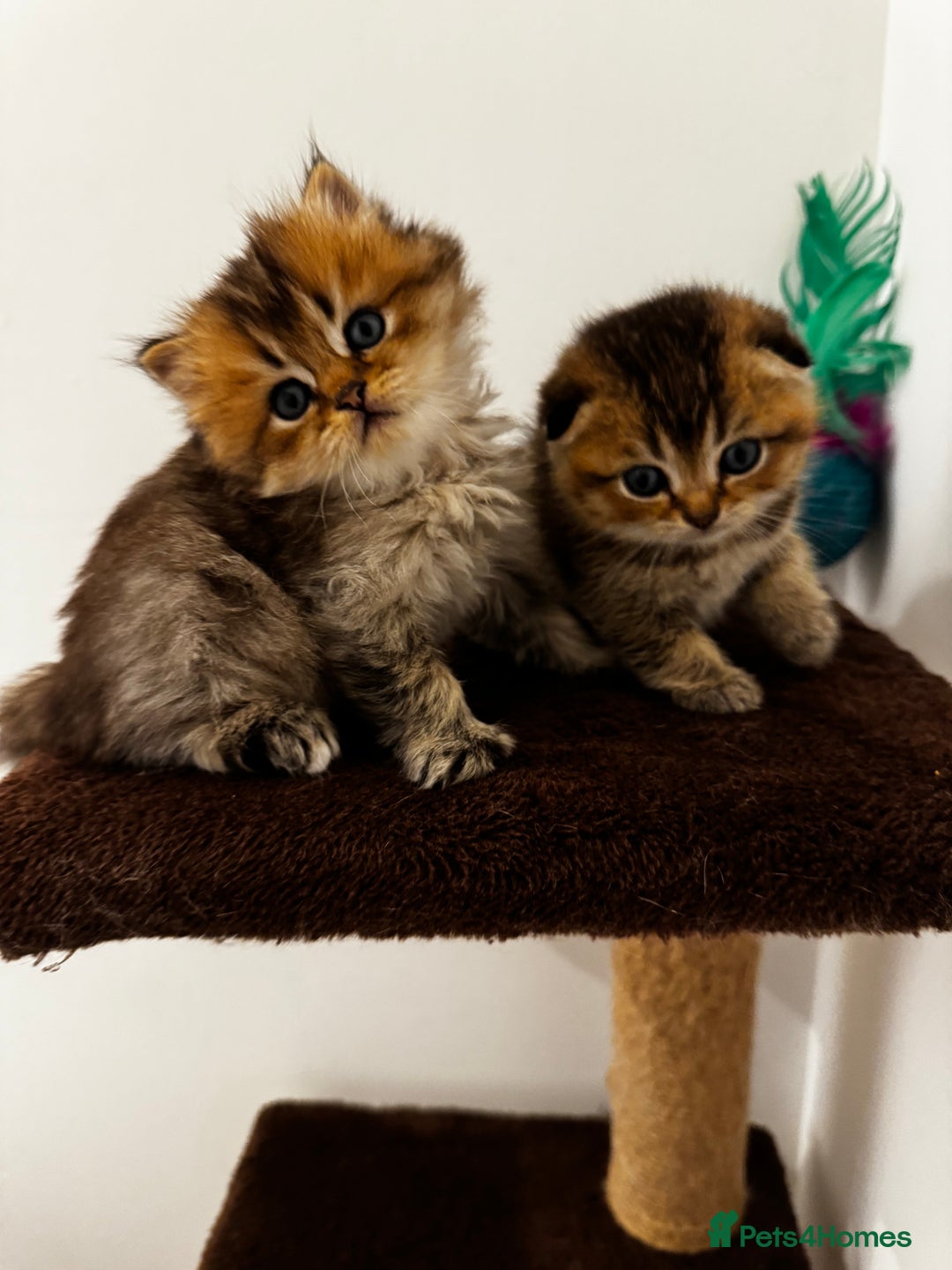 Scottish Fold cats for sale: Purebred Chinchilla Scottish Fold Kittens  🐾 - Advert 11