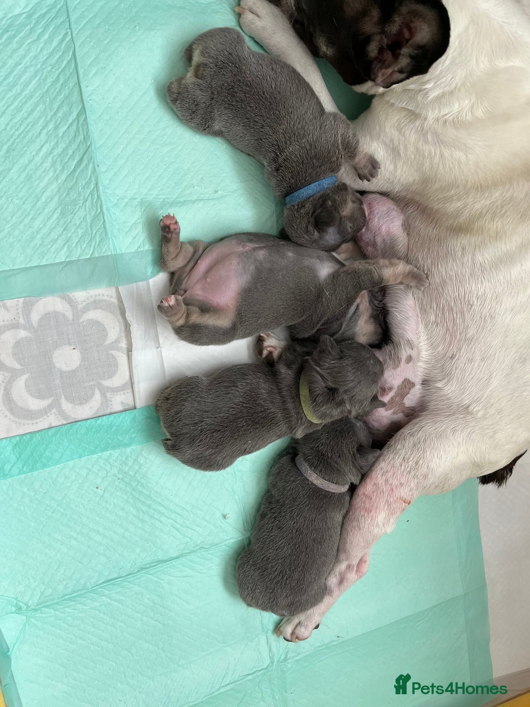 French Bulldog dogs for sale: Blue /tan Frenchbull dog - Image 11
