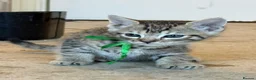 Bengal cats for sale: Mixed Bengal Breed  - Advert 22