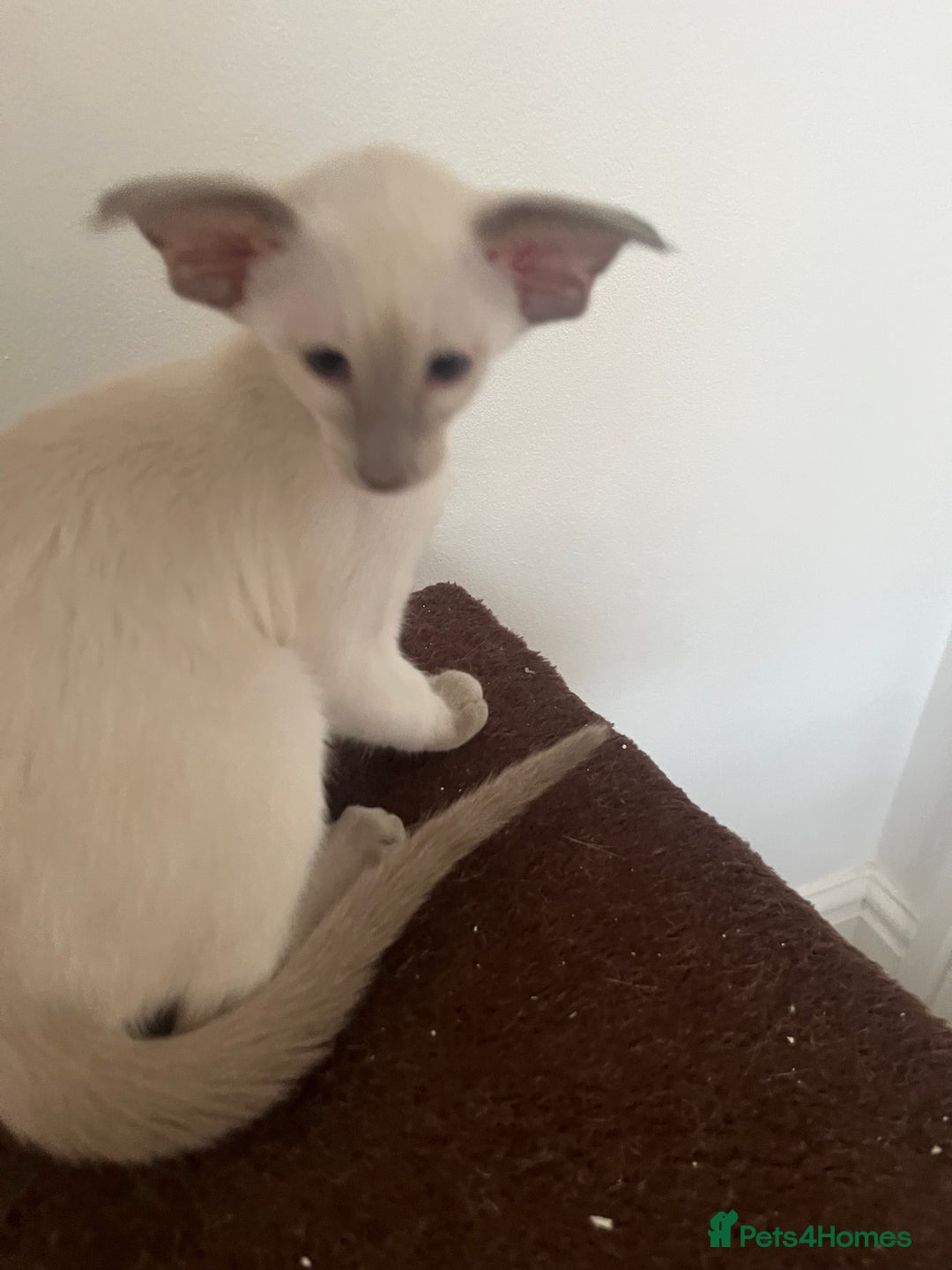Siamese cats for sale: Gorgeous New Style Siamese Kittens - Image 11