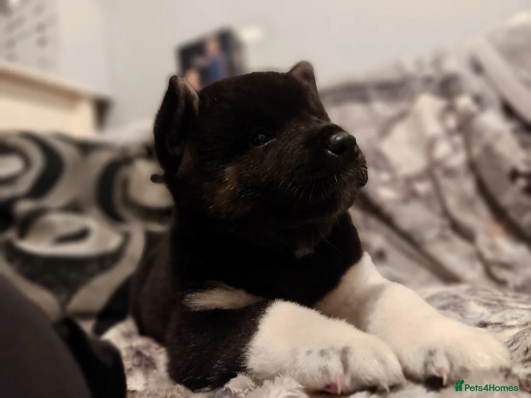 Akita dogs for sale: CHAMPION SHOW potential KC REG AKITA PUPPIES   - Advert 8