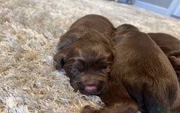 Sprocker dogs for sale: 3 Gorgeous brown sprokers boy puppies  - Image 11
