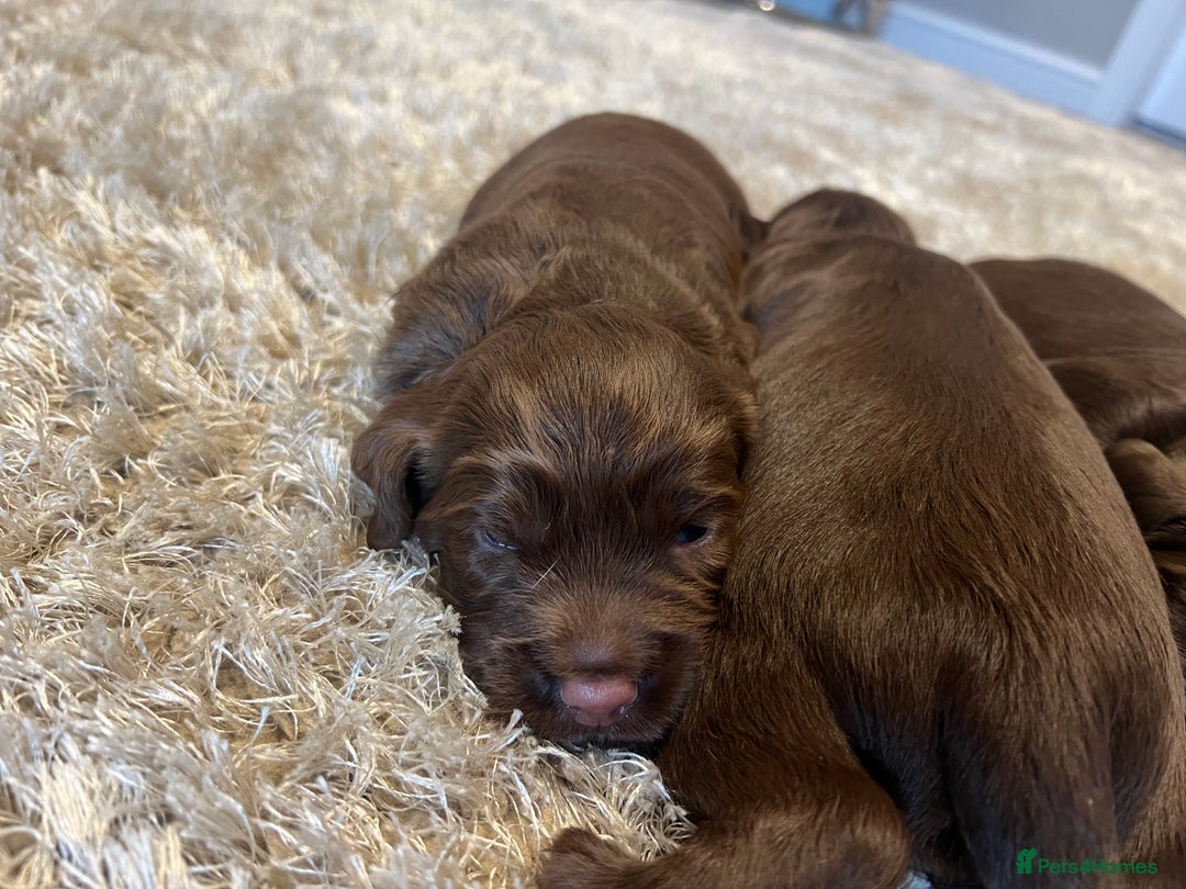 Sprocker dogs for sale: 3 Gorgeous brown sprokers boy puppies  - Image 11