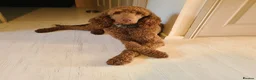 Sproodle dogs for sale: Gorgeous Chocolate F1 Sproodle Puppies  - Advert 3