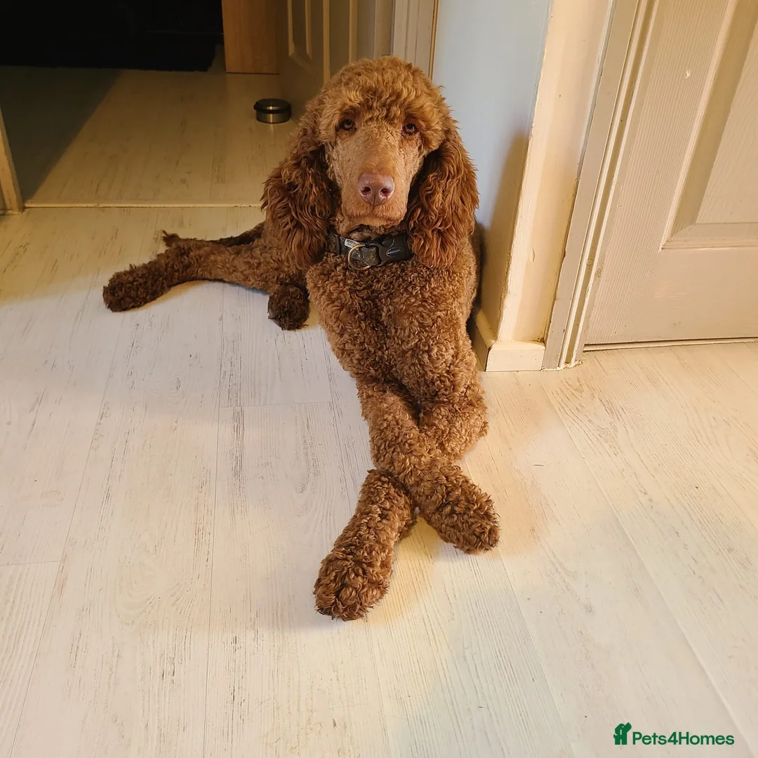 Sproodle dogs for sale: Gorgeous Chocolate F1 Sproodle Puppies  - Advert 3