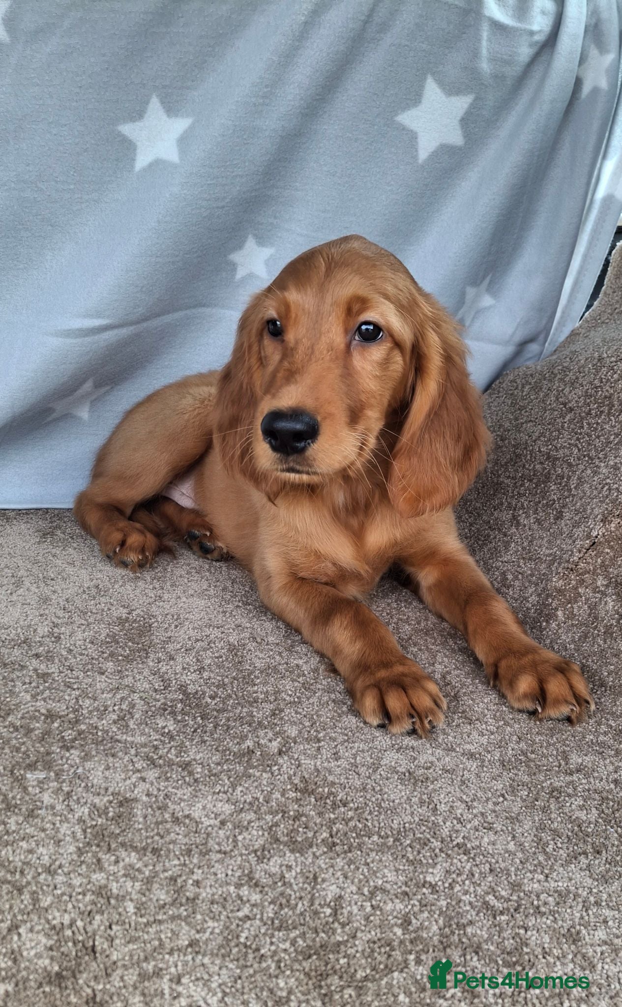 Mixed Breed dogs Golden irish puppies, last boy !! - Advert 2