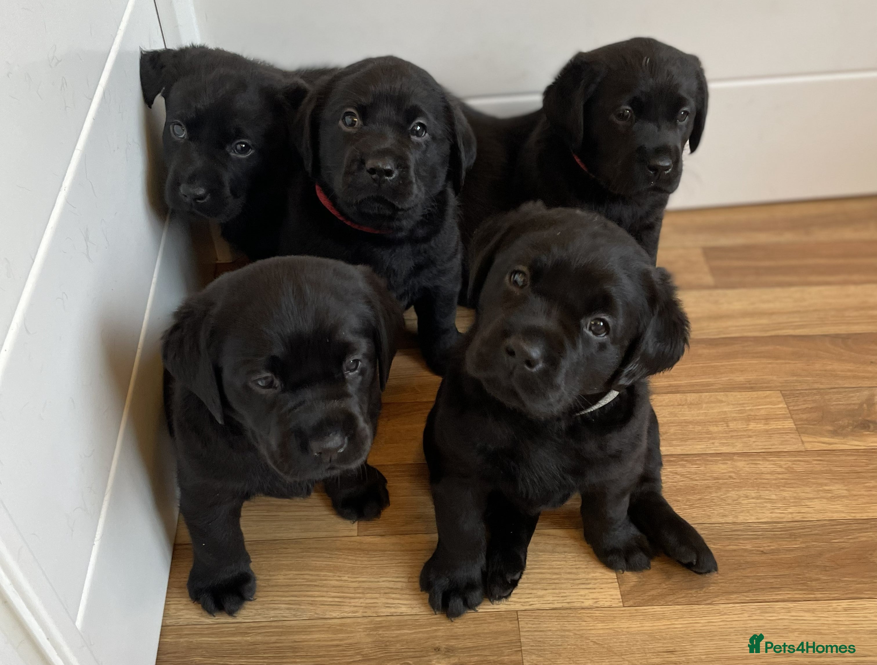Labrador Retriever dogs Beautiful KC registered Black lab puppy - last boy - Advert 1