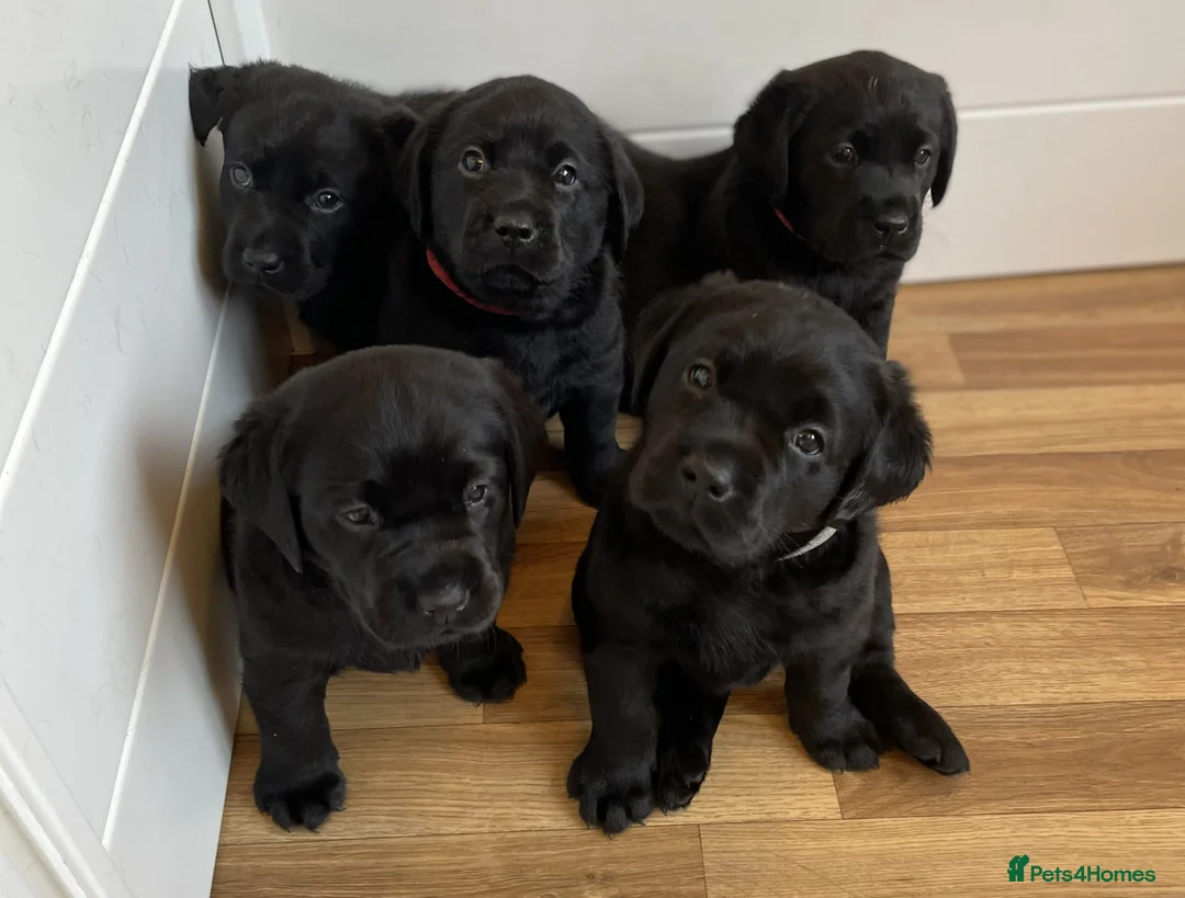 Labrador Retriever dogs for sale: Beautiful KC registered Black lab puppy - last boy - Advert 3