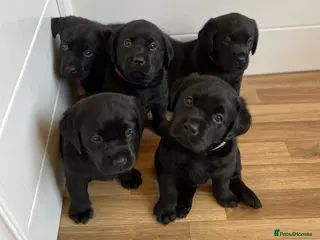 Labrador Retriever dogs Beautiful KC registered Black lab puppy - last boy - Advert 18