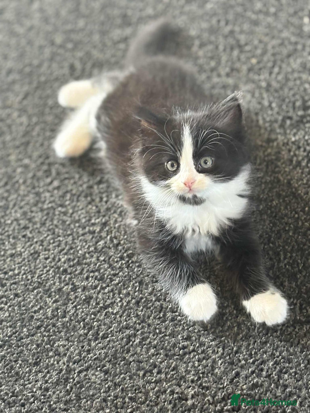 Mixed Breed cats for sale: Beautiful kittens for sale - Image 5