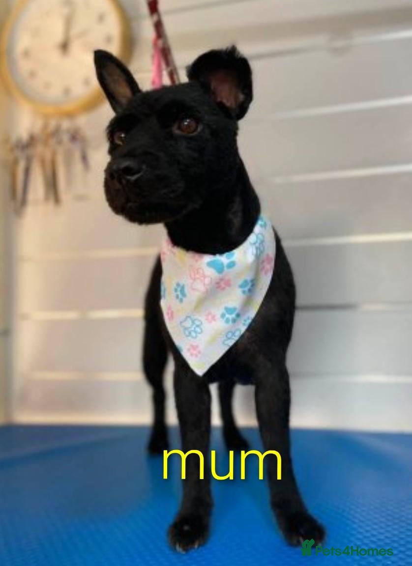 Patterdale Terrier dogs 3 stunning patterdales ready for new homes - Advert 2