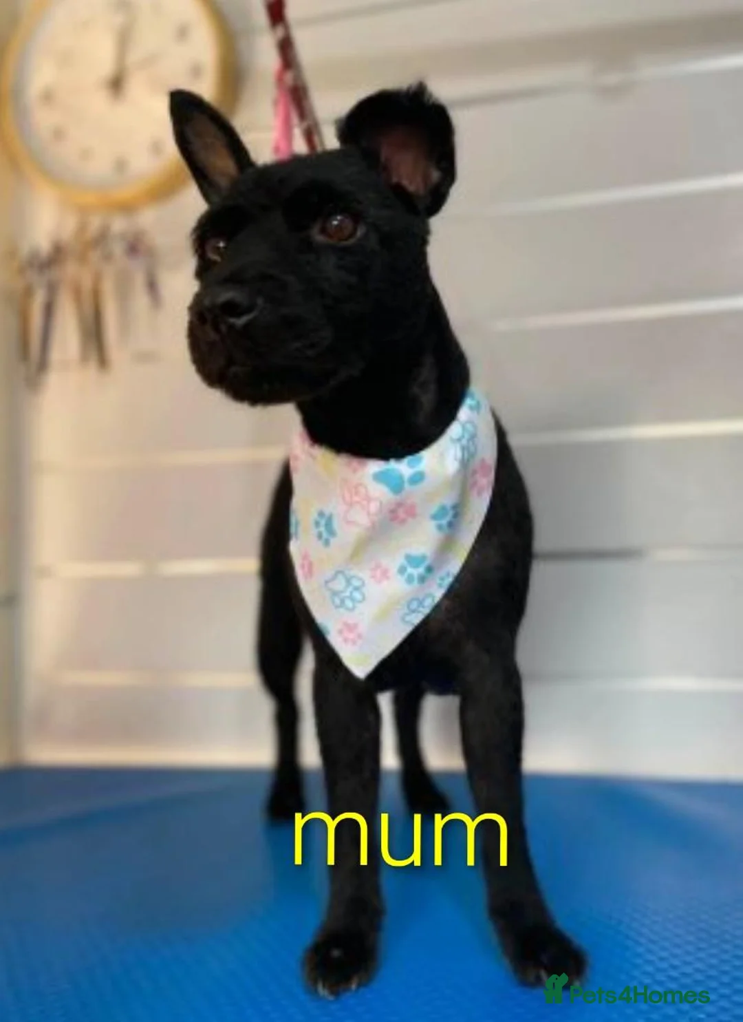 Patterdale Terrier dogs for sale: 3 stunning patterdales ready for new homes - Advert 2