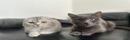 Scottish Fold cats for sale: Beautiful Scottish Fold/British Shorthair Kittens - Advert 18