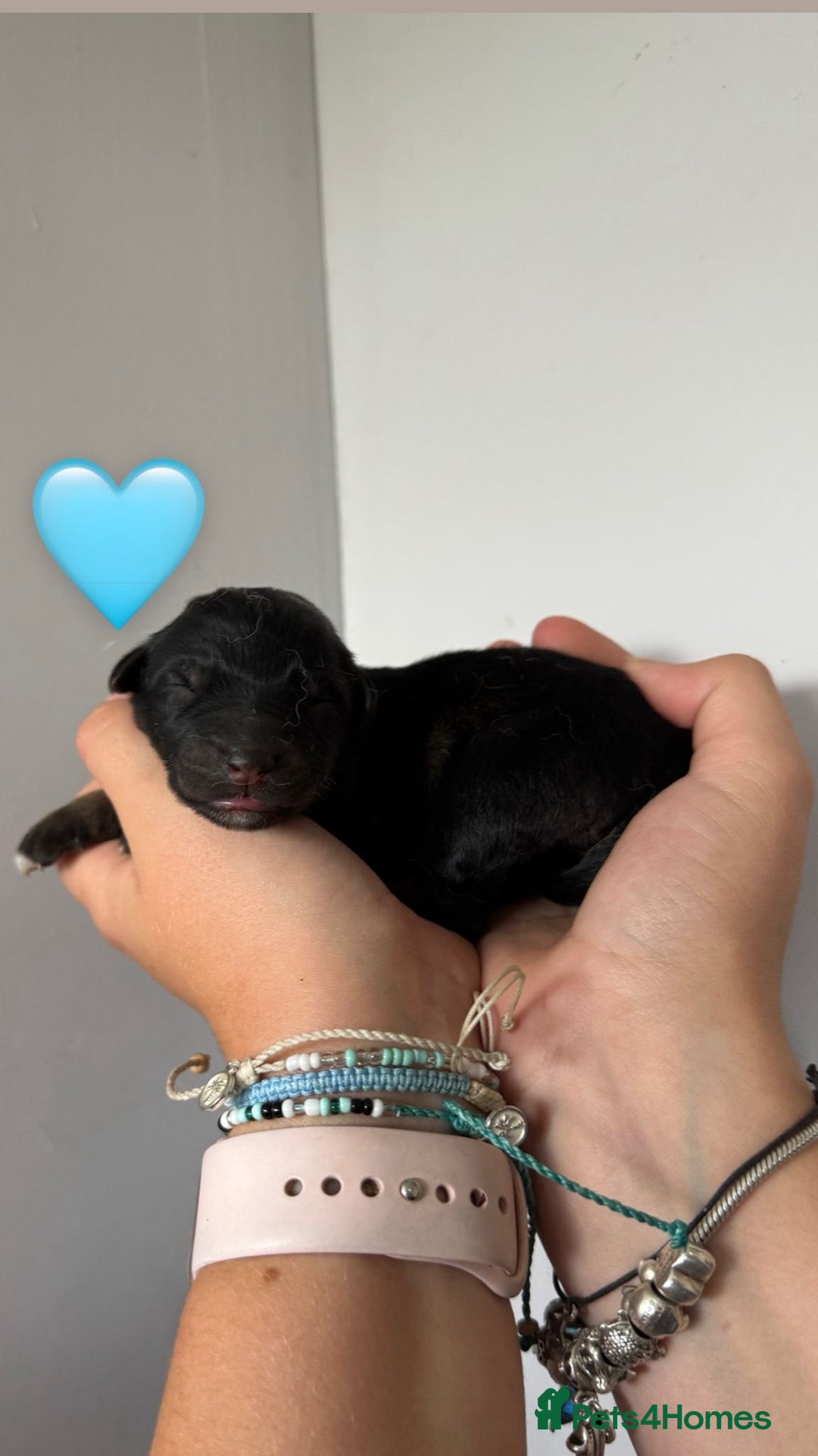 German Shepherd dogs for sale: Stunning German Shepherd/Utonagan Puppies  - Image 19
