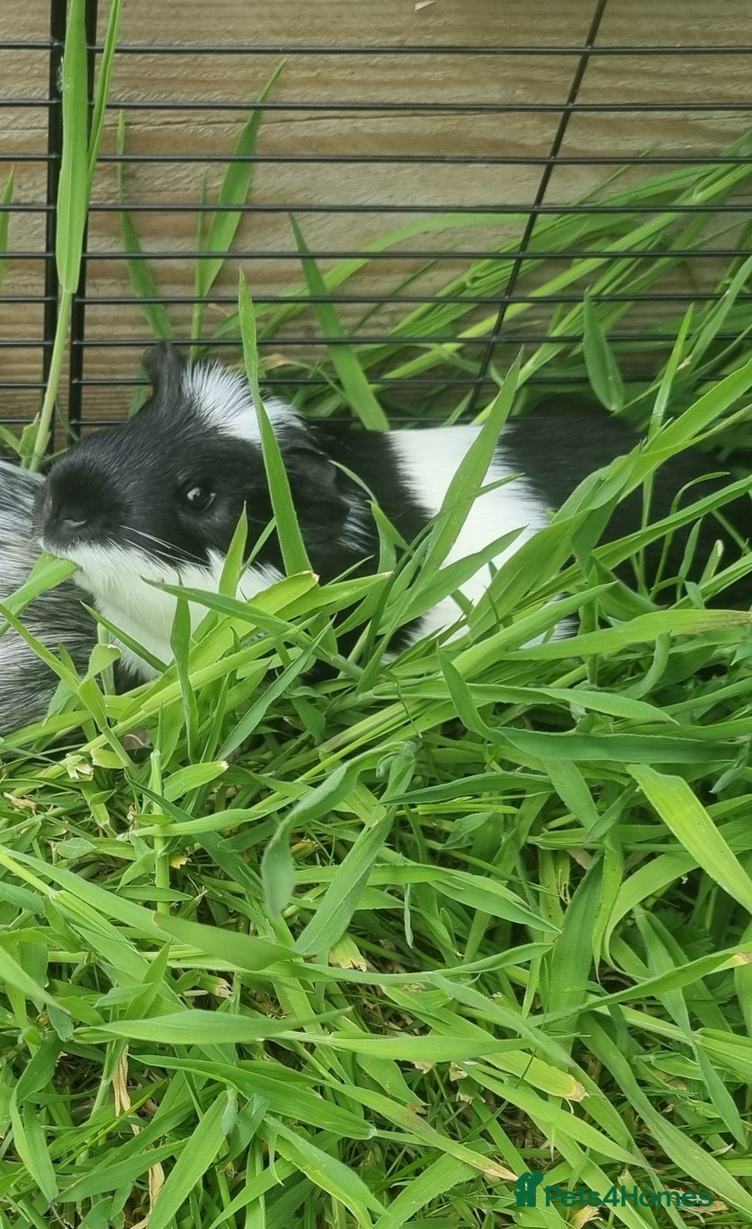 Guinea Pig rodents for sale: 2 Male guinea pigs and cage - Image 13