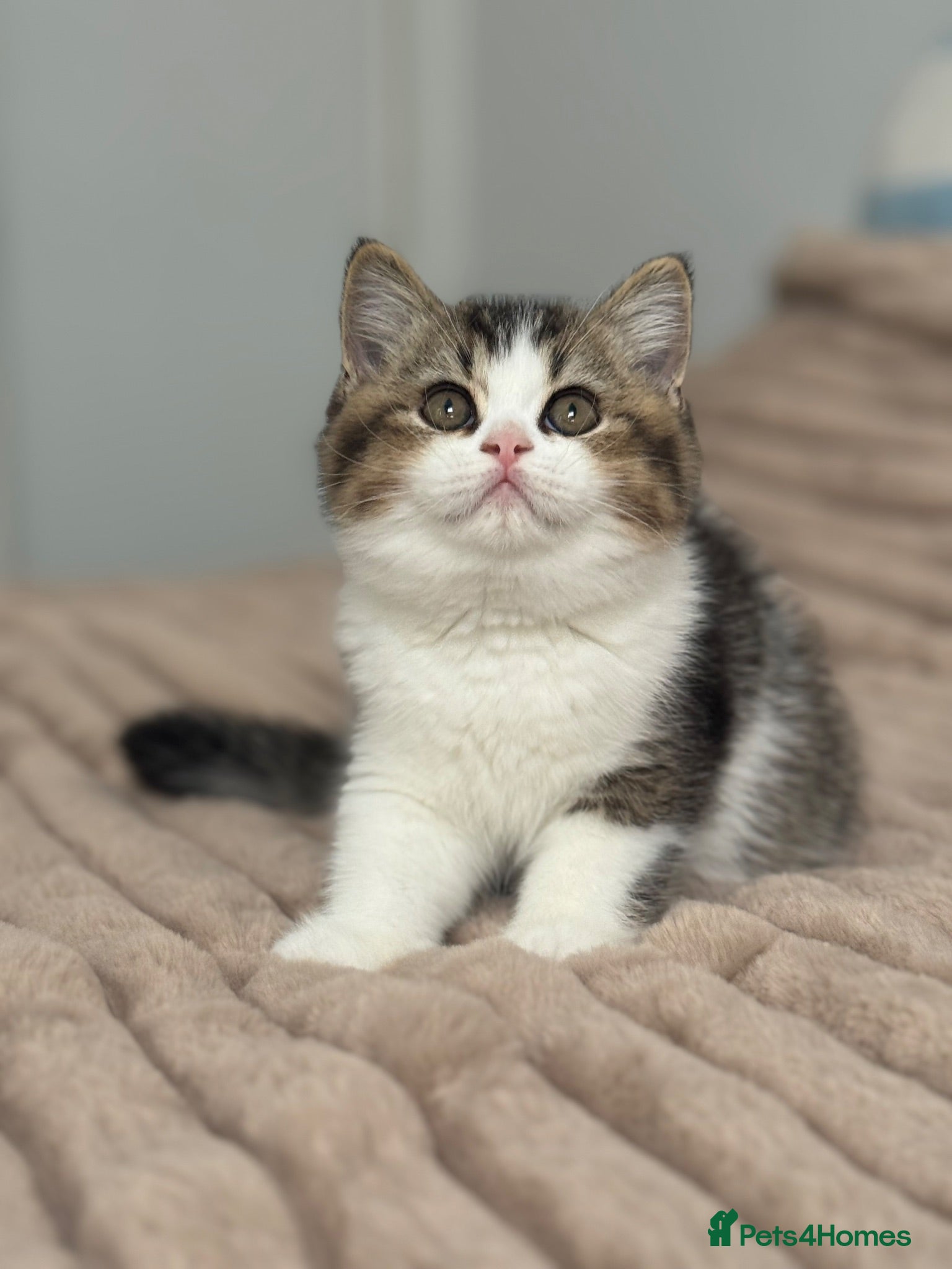 British Shorthair cats Last one tabby bi colour boy TICA - Advert 1