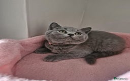 British Shorthair cats for sale: 8 Pedigree British Shorthair Kittens Blue Lilac  - Image 19