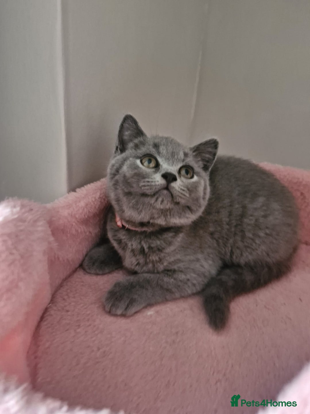 British Shorthair cats for sale: 8 Pedigree British Shorthair Kittens Blue Lilac  - Image 19