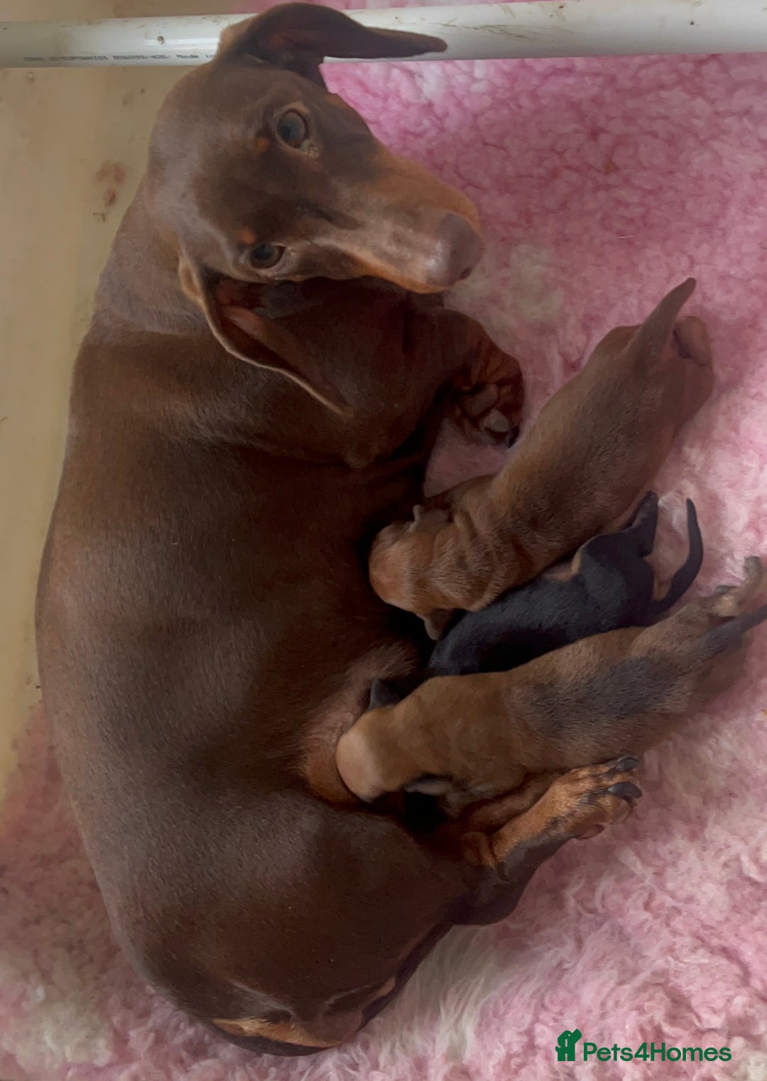 Dachshund dogs for sale: STUNNING KC REG STANDARD MALE PUPPY  - Advert 2