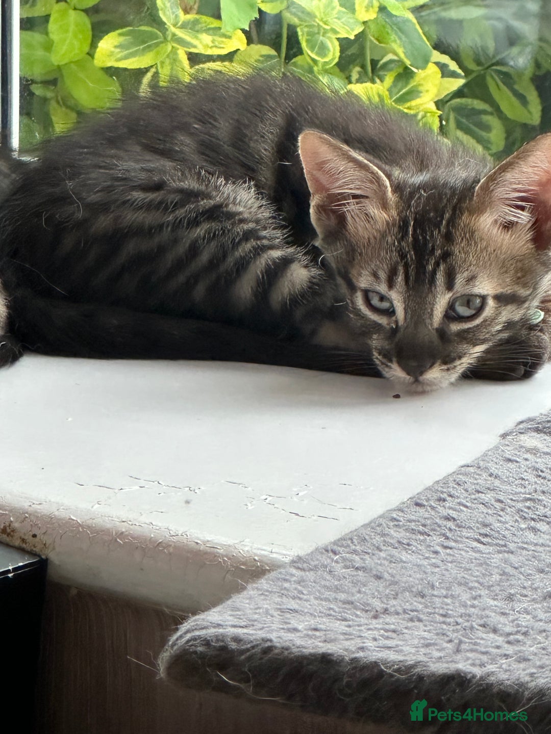 Savannah cats for sale: Savannahs  - Image 3