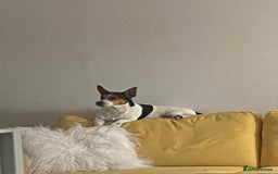 Jack Russell dogs for stud: Stud  - Image 1