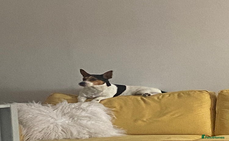 Jack Russell dogs - Advert 2