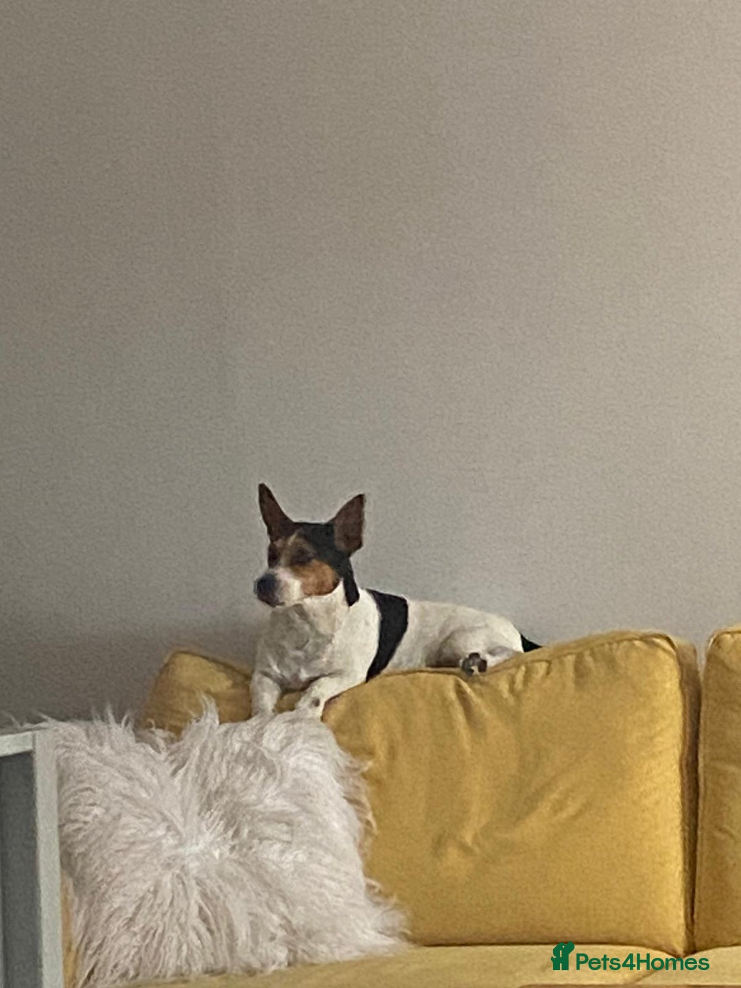 Jack Russell dogs for stud: Stud  - Image 1