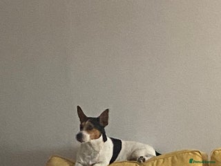 Jack Russell dogs - Advert 8