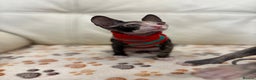 Sphynx cats for sale: Donskoy - Advert 5