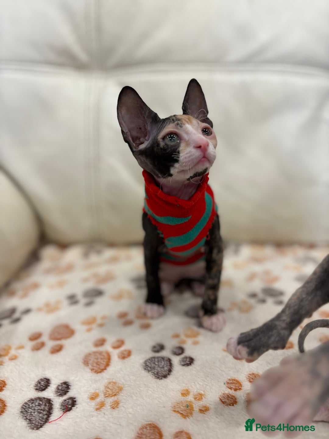 Sphynx cats for sale: Donskoy - Advert 5