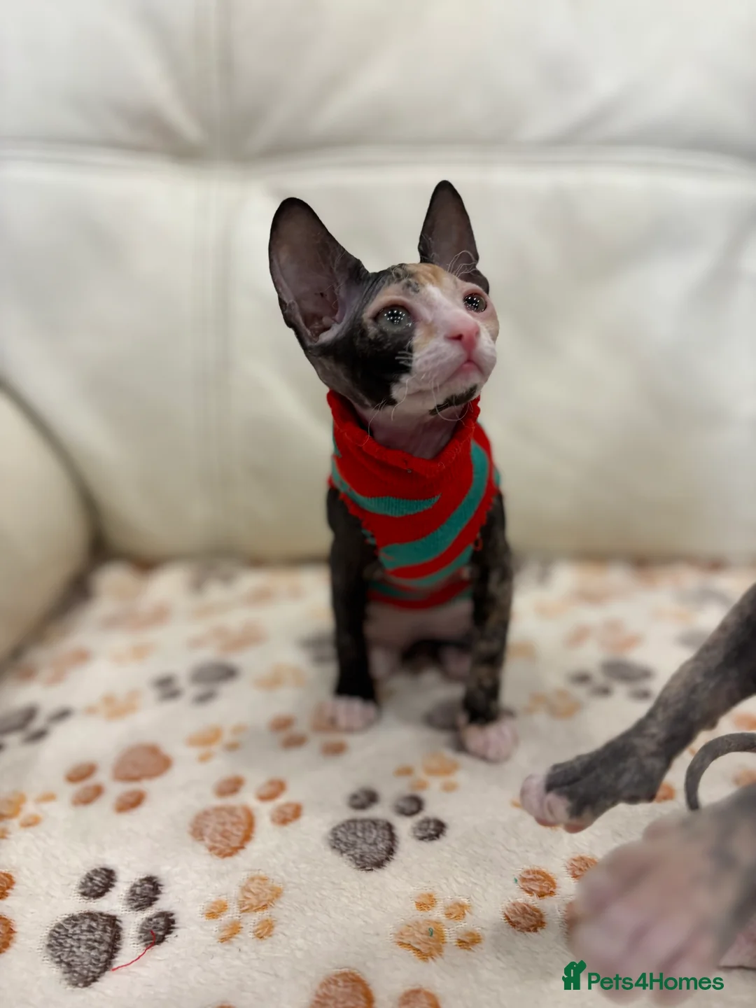 Sphynx cats for sale: Donskoy - Advert 5