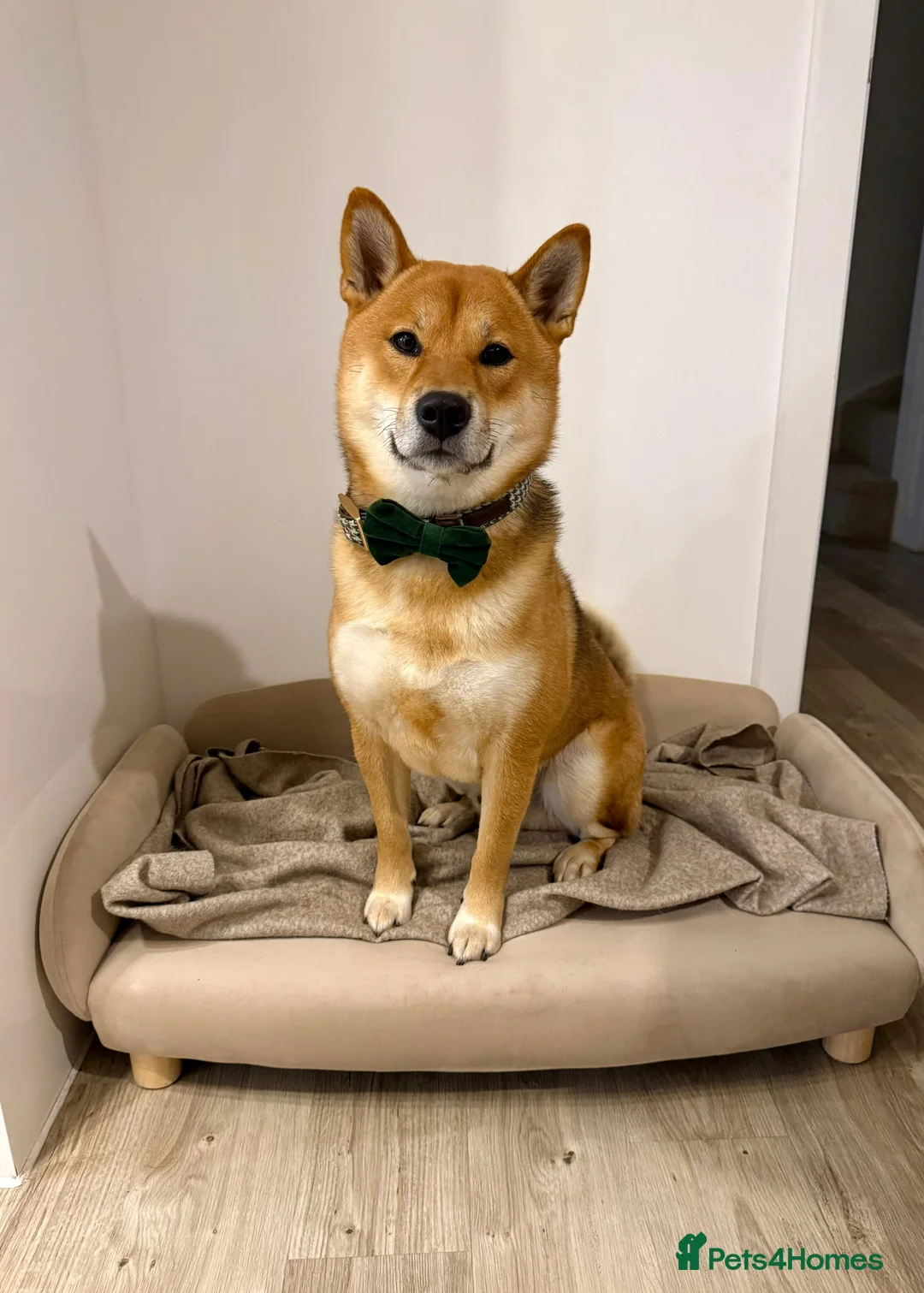 Japanese Shiba Inu dogs for stud: KC Shiba Inu for Stud - Advert 3