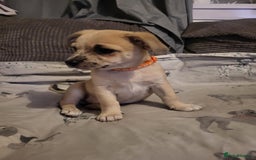 Mixed Breed dogs for sale: Fox terrier x chug puppies - Image 5