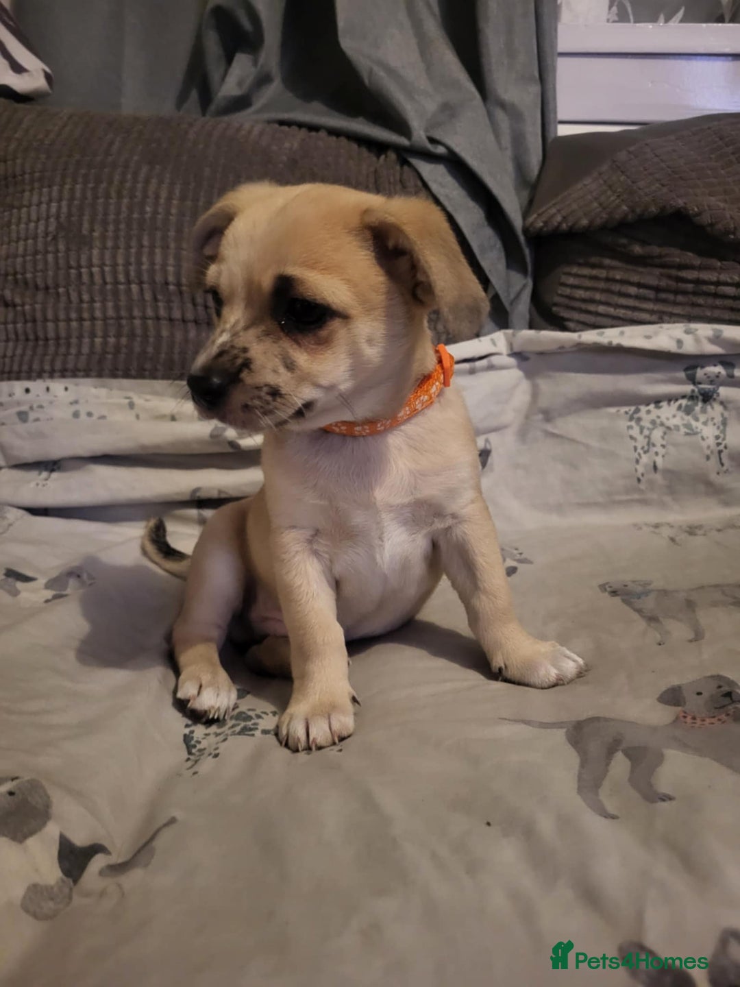 Mixed Breed dogs for sale: Fox terrier x chug puppies - Image 5
