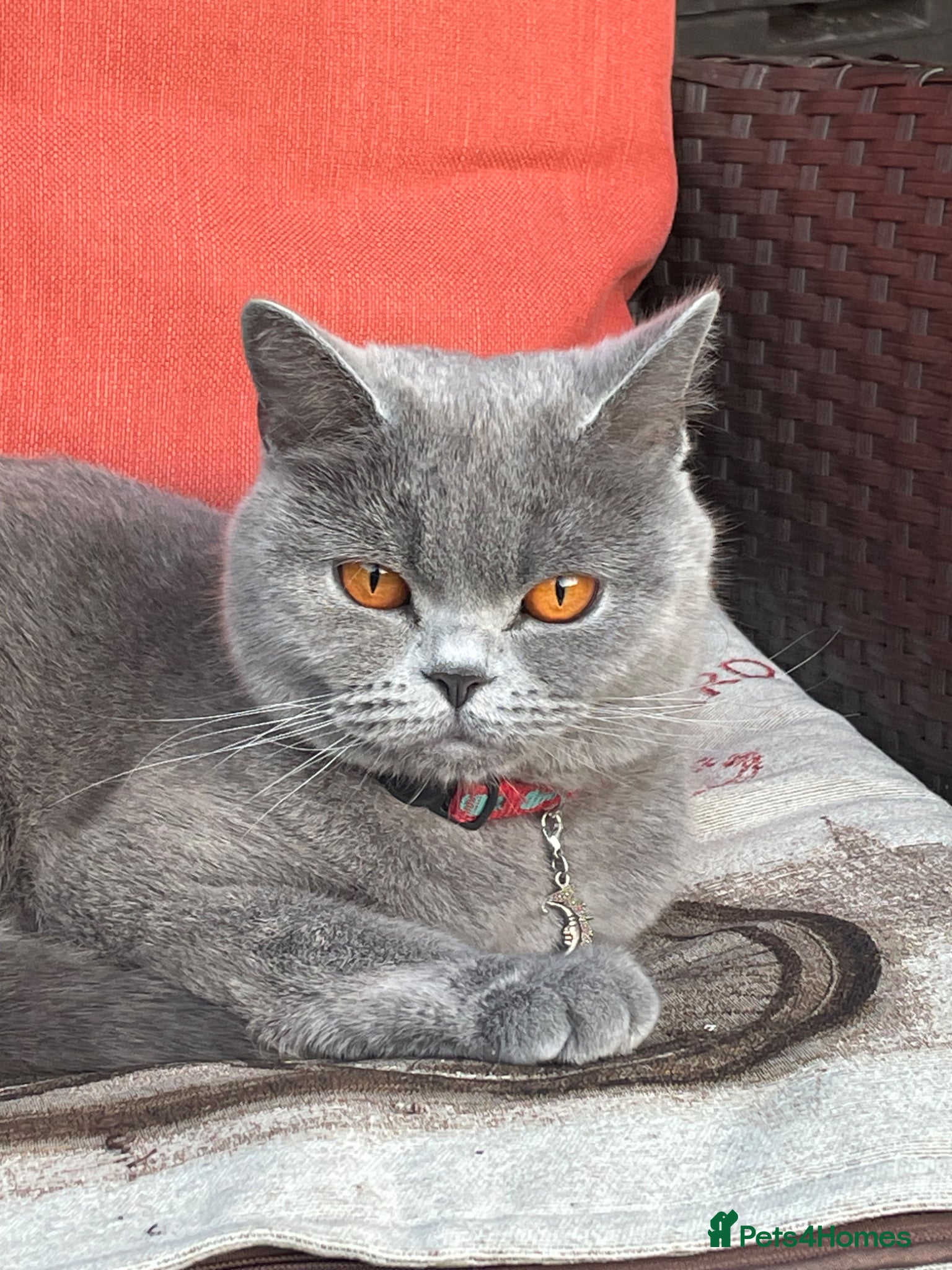 British Shorthair cats  Grey shorthair Kitten (male) - Advert 1