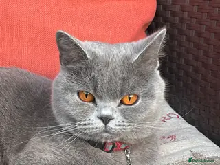 British Shorthair cats Grey shorthair Kitten (male) - Advert 1